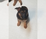 Small Photo #5 German Shepherd Dog Puppy For Sale in TORONTO, OH, USA