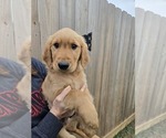 Puppy Black Golden Retriever