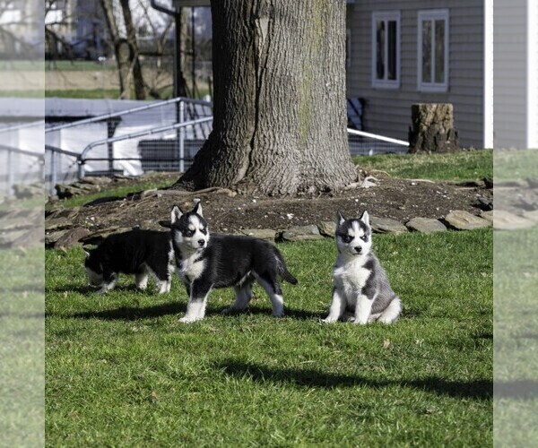 Medium Photo #6 Siberian Husky Puppy For Sale in KINZERS, PA, USA