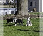Small Photo #6 Siberian Husky Puppy For Sale in KINZERS, PA, USA