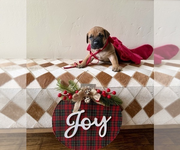 Medium Photo #2 Boerboel Puppy For Sale in COMMERCE, TX, USA