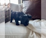 Small #8 YorkiePoo