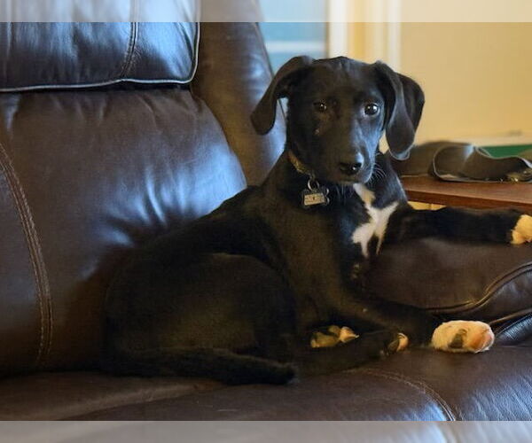 Medium Photo #4 English Foxhound-Unknown Mix Puppy For Sale in Cary, NC, USA