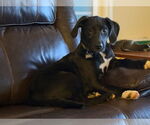 Small #3 English Foxhound Mix