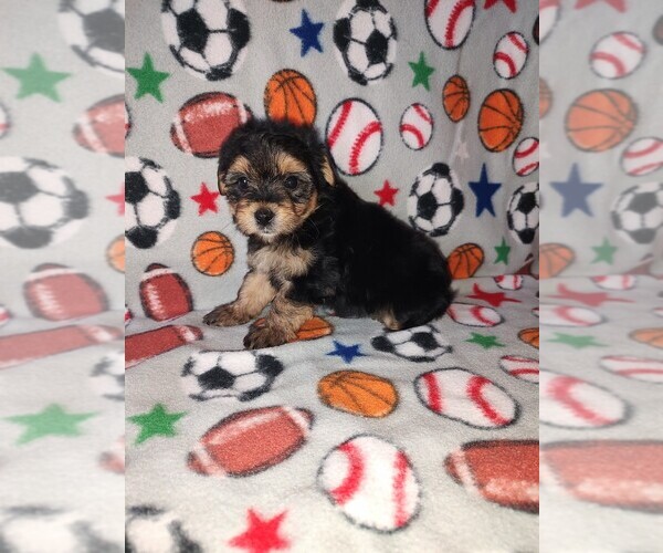 Medium Photo #5 Morkie Puppy For Sale in LAPEER, MI, USA