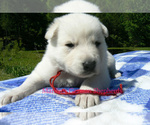 Small #2 German Shepherd Dog