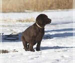 Small Photo #9 Labrador Retriever Puppy For Sale in VONA, CO, USA