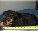 Puppy Colt Airedale Terrier