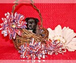 Small Photo #13 Chihuahua Puppy For Sale in CHARLESTON, AR, USA