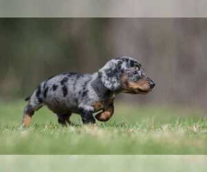 Dachshund Puppy for sale in ROWLEY, MA, USA
