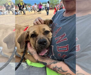 Mutt Dogs for adoption in Goodyear, AZ, USA