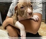Small Photo #4 American Pit Bull Terrier Puppy For Sale in ALOHA, OR, USA