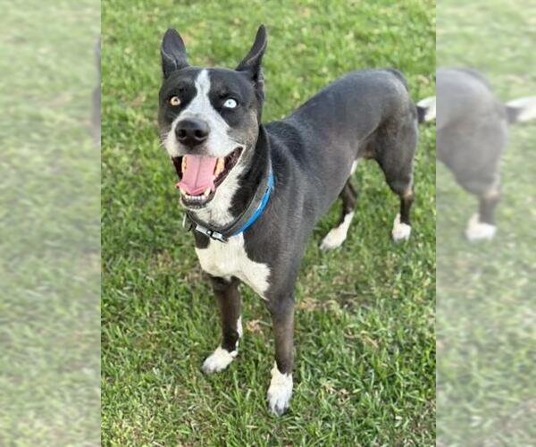 Medium Photo #1 Siberian Husky-Unknown Mix Puppy For Sale in Riverside, CA, USA