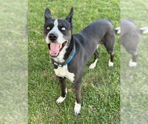 Siberian Husky-Unknown Mix Dogs for adoption in Riverside, CA, USA