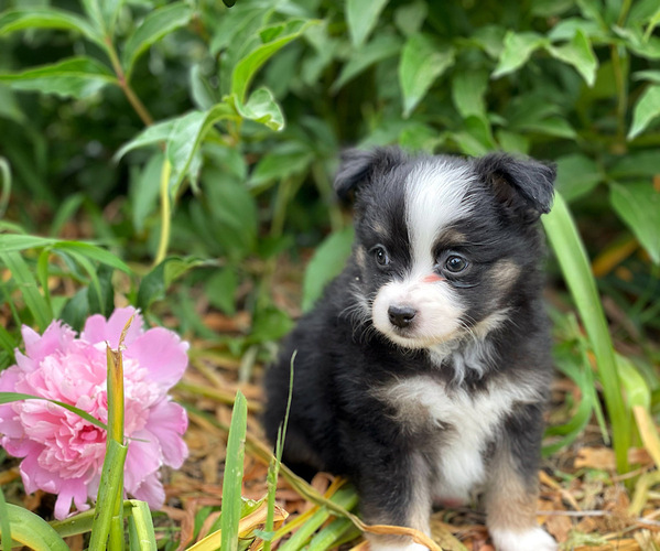 Medium Photo #3 Miniature Australian Shepherd Puppy For Sale in PERU, NE, USA