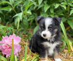 Small #2 Miniature Australian Shepherd