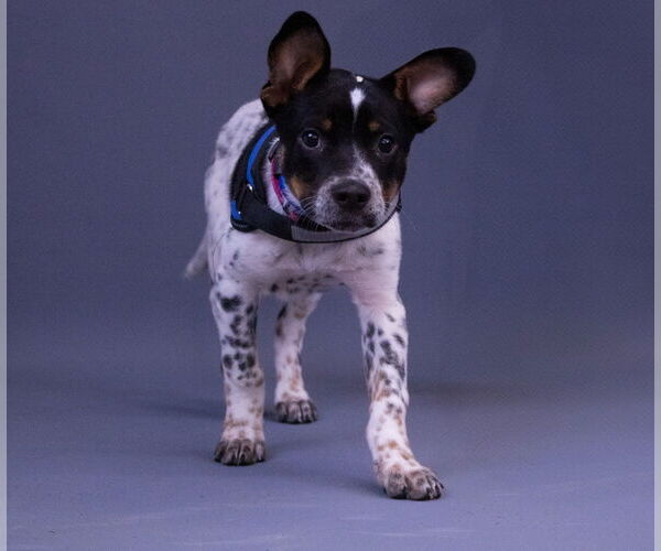 Medium Photo #4 Mutt Puppy For Sale in Princeton, MN, USA