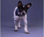 Small Photo #4 Mutt Puppy For Sale in Princeton, MN, USA