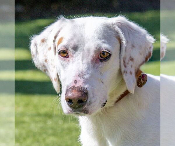 Medium Photo #4 Mutt Puppy For Sale in Hilton Head, SC, USA