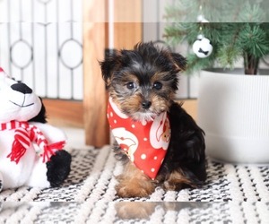 Yorkshire Terrier Puppy for sale in NAPLES, FL, USA