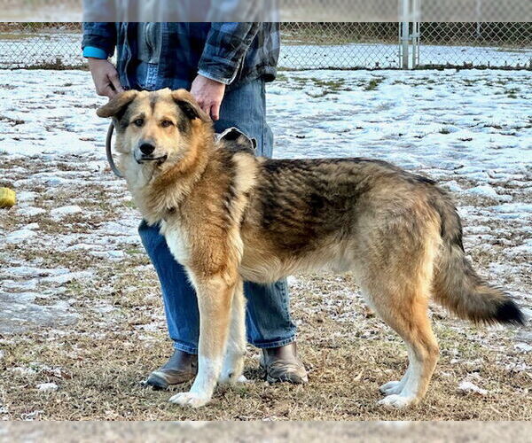 Medium Photo #22 German Shepherd Dog Puppy For Sale in Murfreesboro, NC, USA