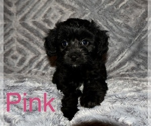 Aussiedoodle Miniature -Poodle (Toy) Mix Puppy for sale in HUNTSVILLE, AR, USA