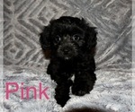 Small Photo #1 Aussiedoodle Miniature -Poodle (Toy) Mix Puppy For Sale in HUNTSVILLE, AR, USA