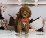 Puppy AKC Minion Poodle (Miniature)