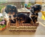 Image preview for Ad Listing. Nickname: Litter of 3