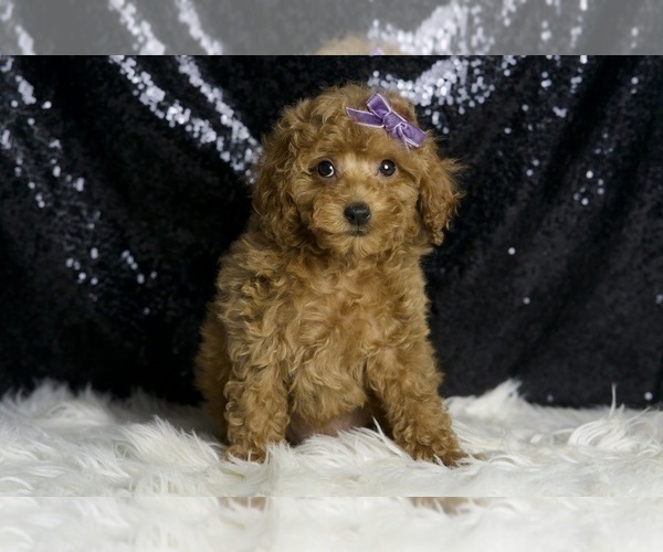 Medium Photo #3 Poodle (Miniature) Puppy For Sale in WARSAW, IN, USA