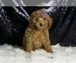 Small #2 Poodle (Miniature)