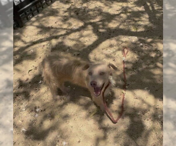 Medium Photo #3 Mutt Puppy For Sale in Redlands, CA, USA
