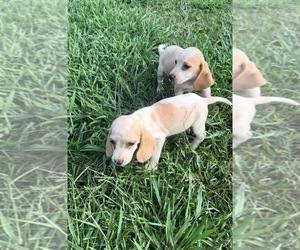 Beagle Puppy for sale in MUNFORD, AL, USA