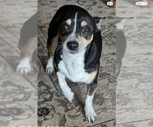 Medium Photo #3 Chihuahua Puppy For Sale in Mundelein, IL, USA