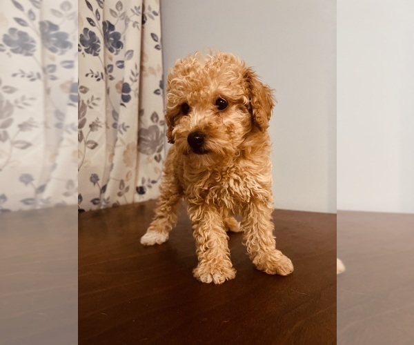 Medium Photo #13 Poodle (Toy) Puppy For Sale in DURHAM, CT, USA