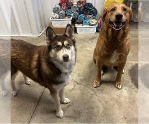 Siberian Husky Dogs for adoption in Pryor, OK, USA