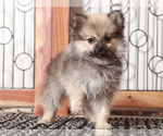 Small #1 Pomeranian