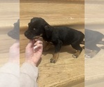 Small Photo #21 American Pit Bull Terrier-Black Mouth Cur Mix Puppy For Sale in QUAKER HILL, CT, USA