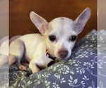 Small #2 Chihuahua