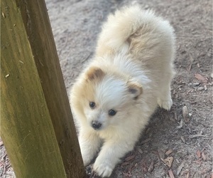 Pomeranian Puppy for sale in CASTLE HAYNE, NC, USA
