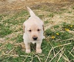 Puppy Hot Pink Caller Labrador Retriever