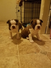 Boston Terrier Puppy for sale in WILLOW SPRING, NC, USA