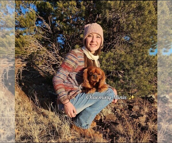 Medium Photo #1 Miniature Australian Shepherd Puppy For Sale in GILBERT, AZ, USA