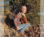 Small Photo #1 Miniature Australian Shepherd Puppy For Sale in GILBERT, AZ, USA