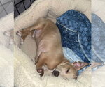 Small Photo #3 Chihuahua Puppy For Sale in Visalia, CA, USA