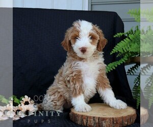 Bernedoodle (Miniature) Puppy for sale in NARVON, PA, USA