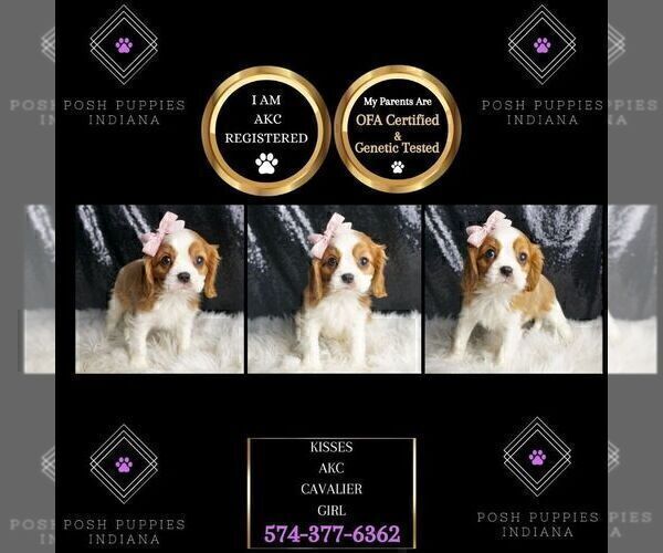 Medium Photo #105 Cavalier King Charles Spaniel Puppy For Sale in WARSAW, IN, USA