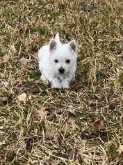 West Highland White Terrier Puppy for sale in DALLAS, TX, USA