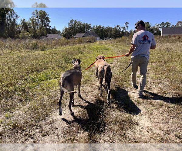 Medium Photo #4 Great Dane Puppy For Sale in Bullard, TX, USA