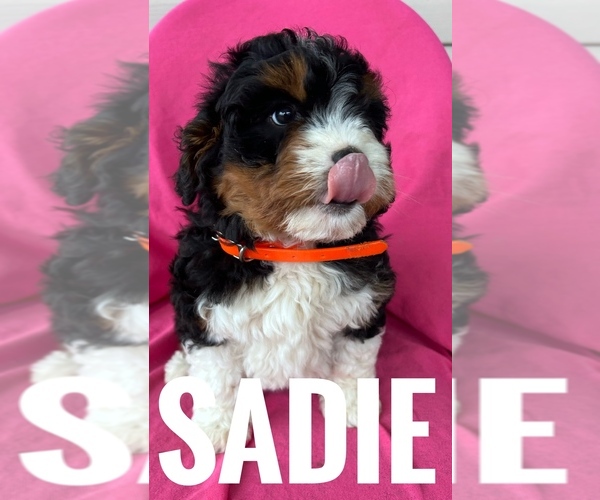 Medium Photo #1 Bernedoodle (Miniature) Puppy For Sale in BOWLING GREEN, KY, USA